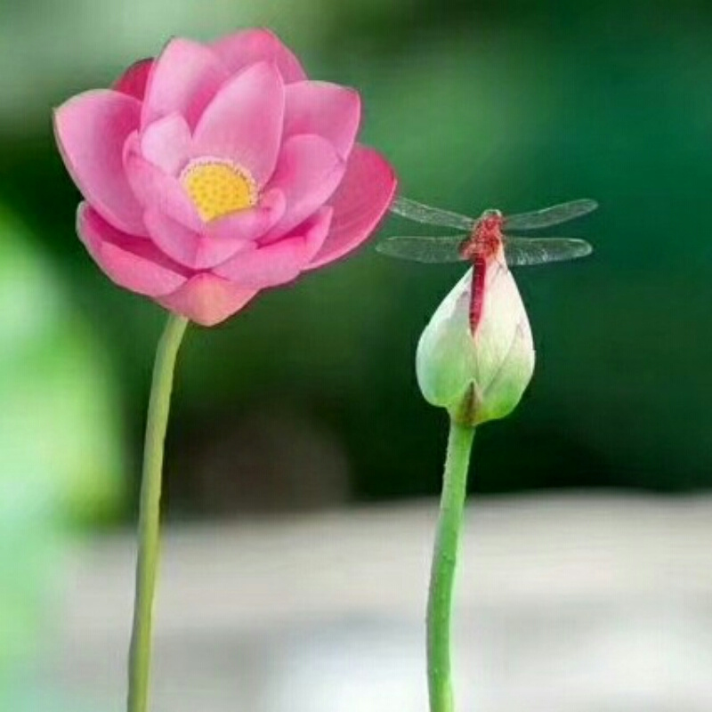 风轻草浅