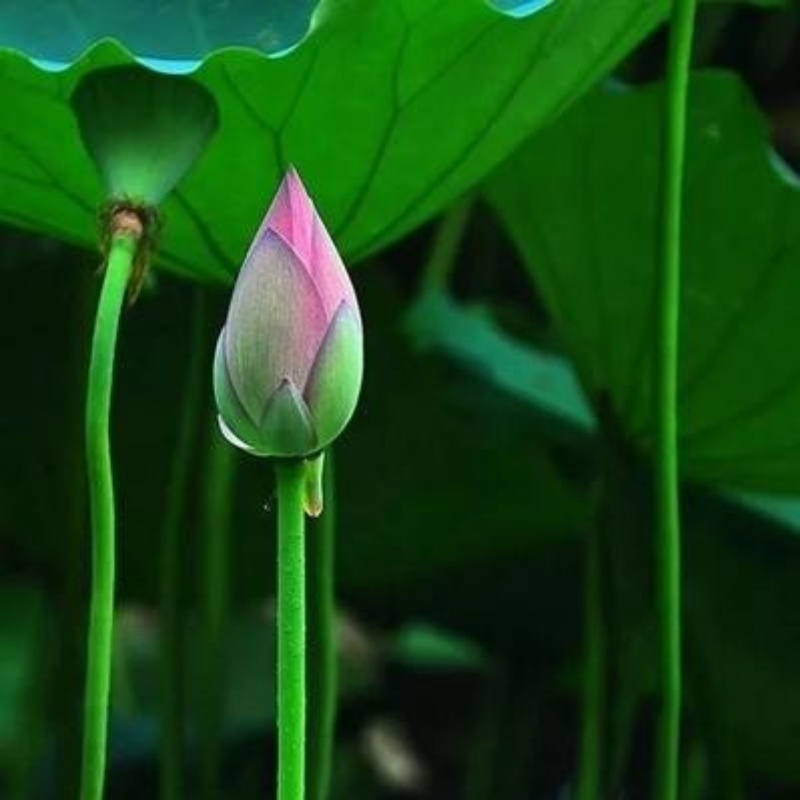 混元道果