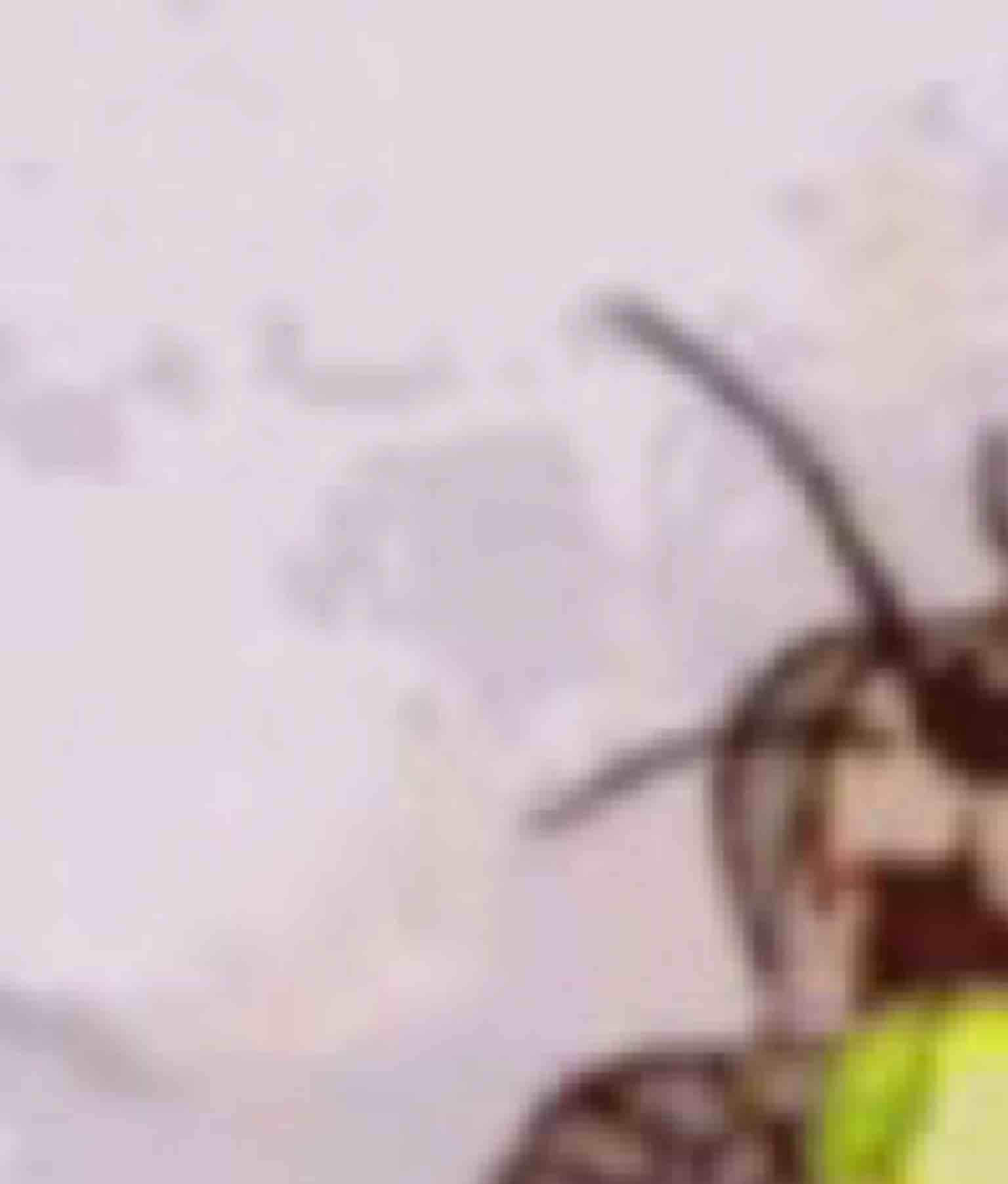 爱吃柠檬hhhh