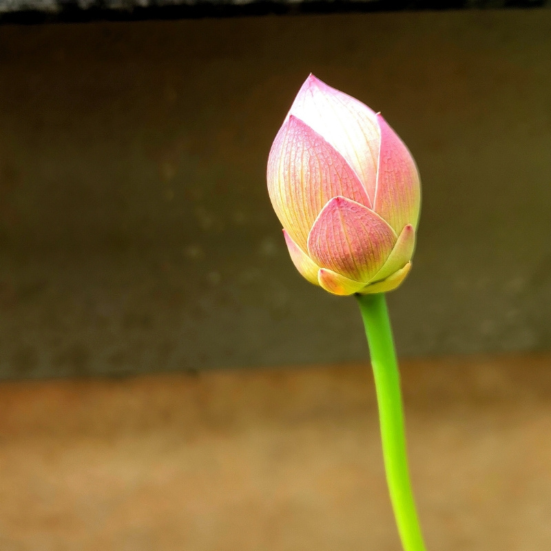 灵逸如菊