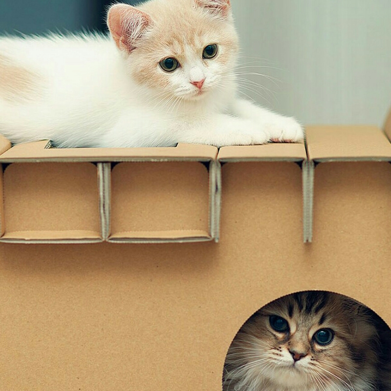 阿玛菲的猫
