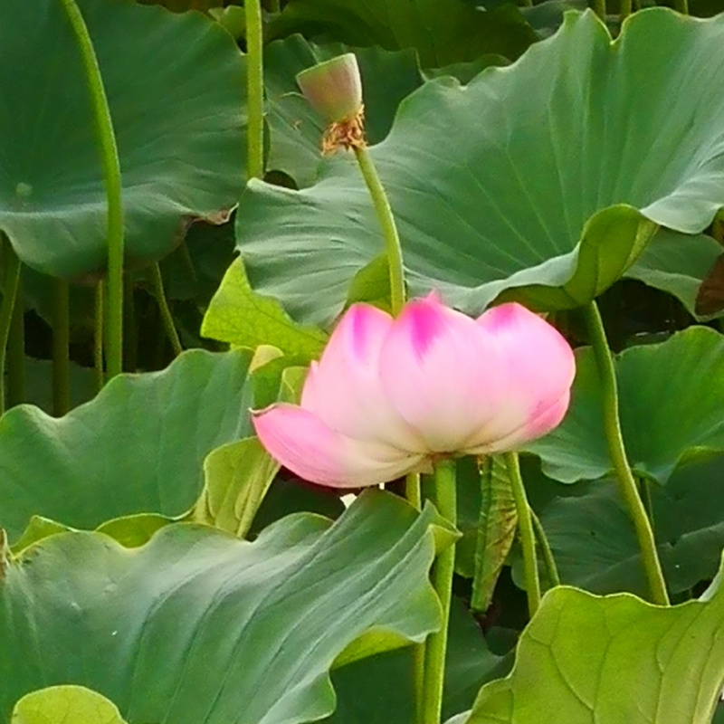 东海888