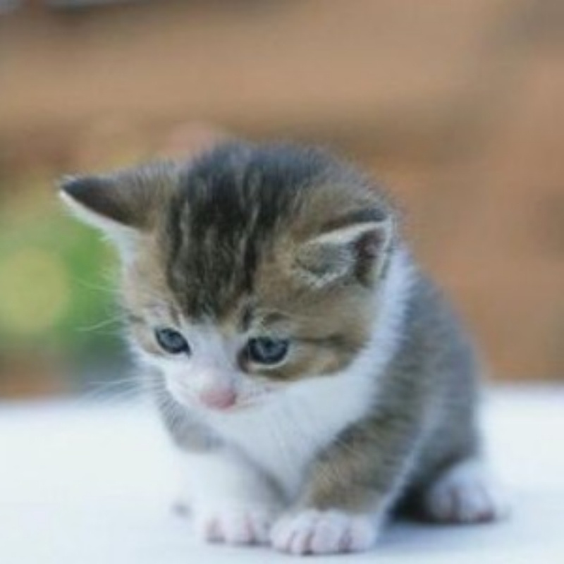 影帝家的猫