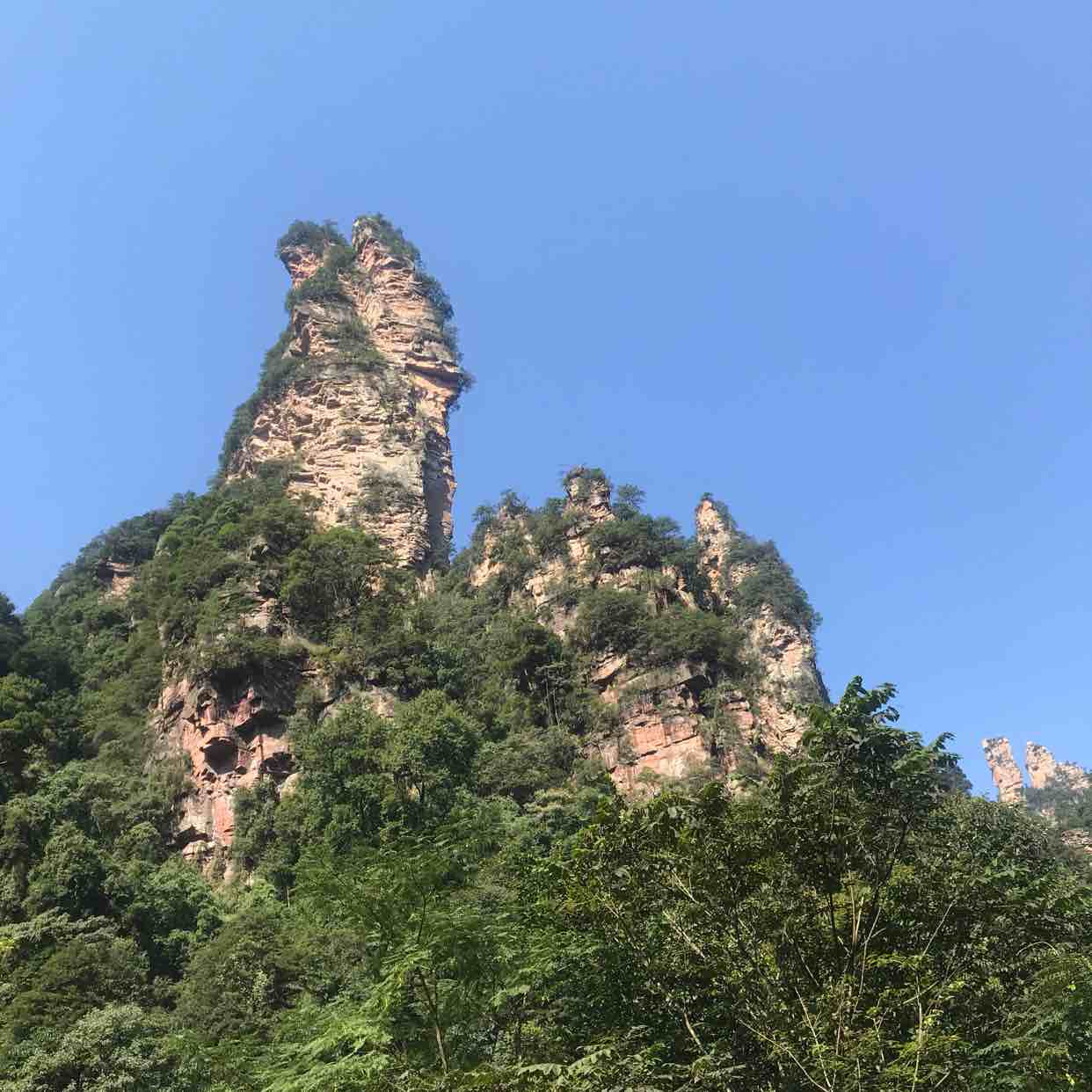 胡