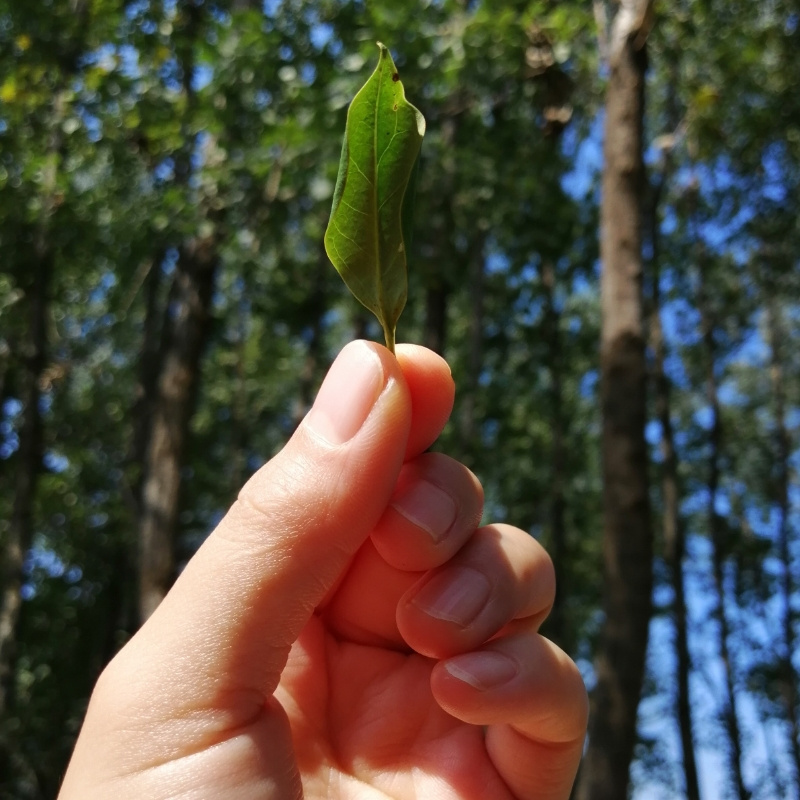 桐柏小聂