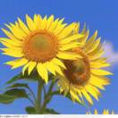 向日葵的微笑15121991616