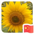 陽台上的晚風