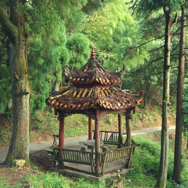 锋吹落叶