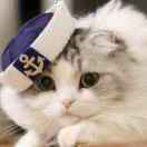 cat2008
