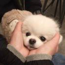 张子琪吗