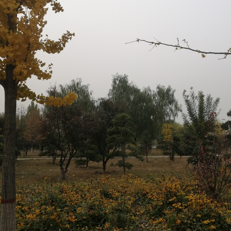 彤爱芊