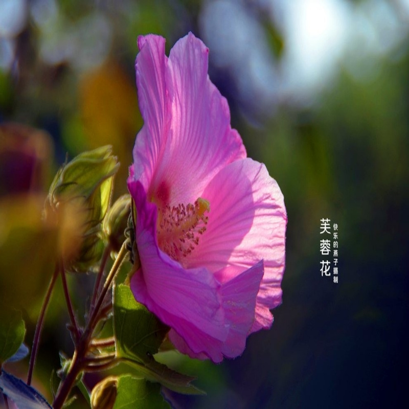 阿兰来宝