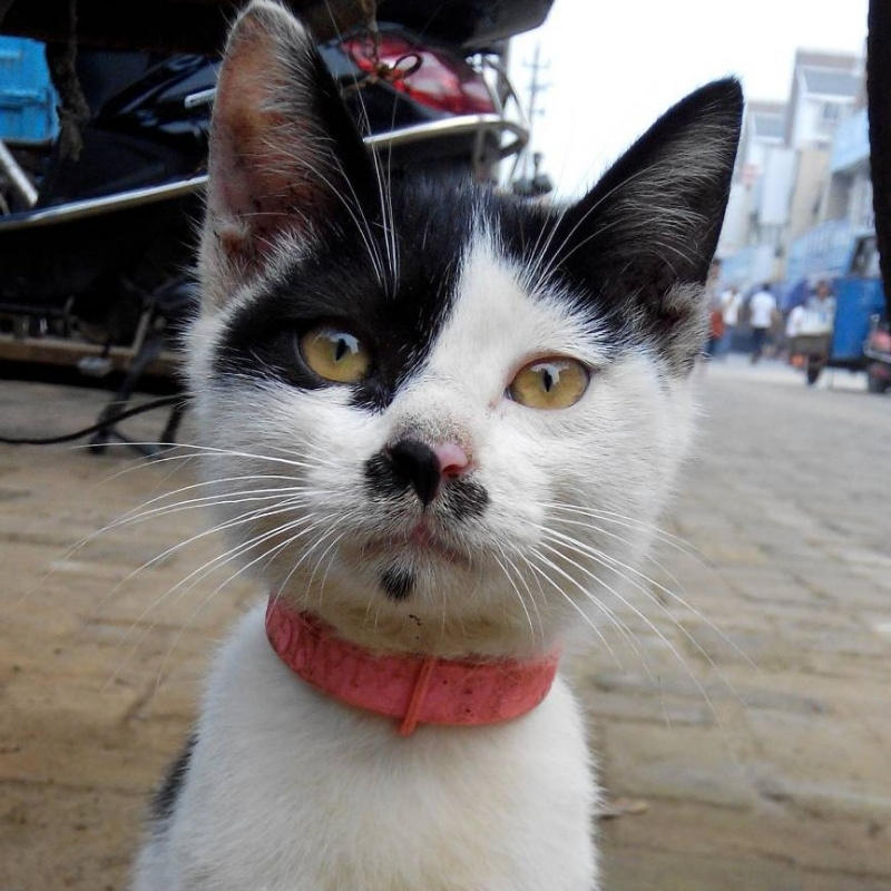 嗯～猫呢