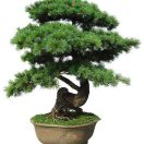 潘法江