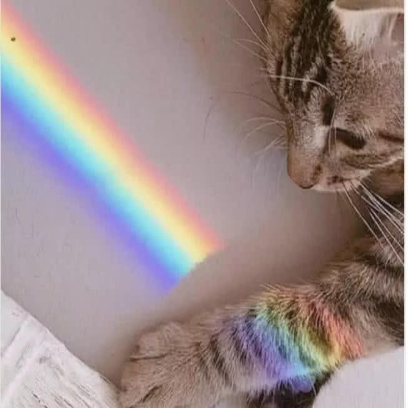 排队的狐狸