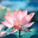 一只蝴蝶少女