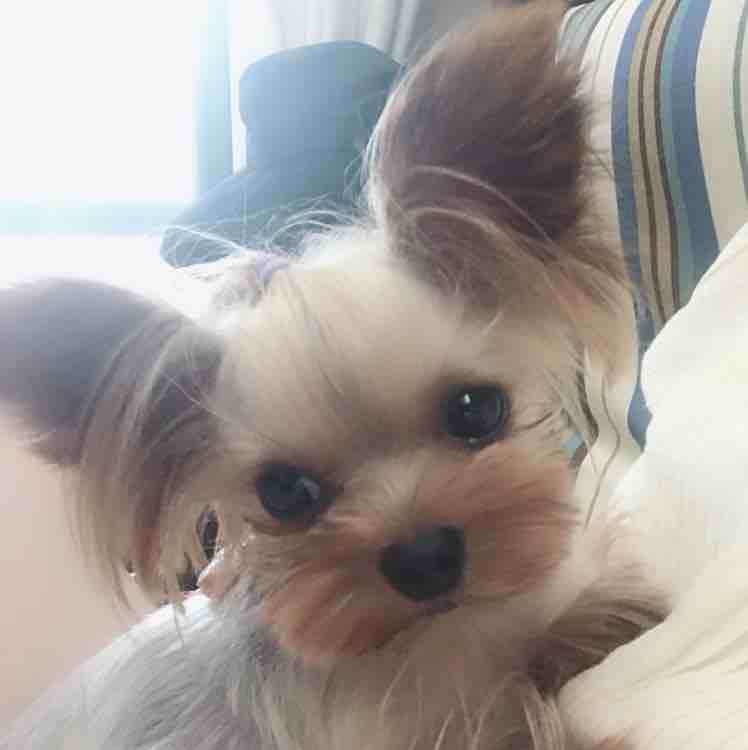精灵皮卡丘