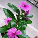 衣恋