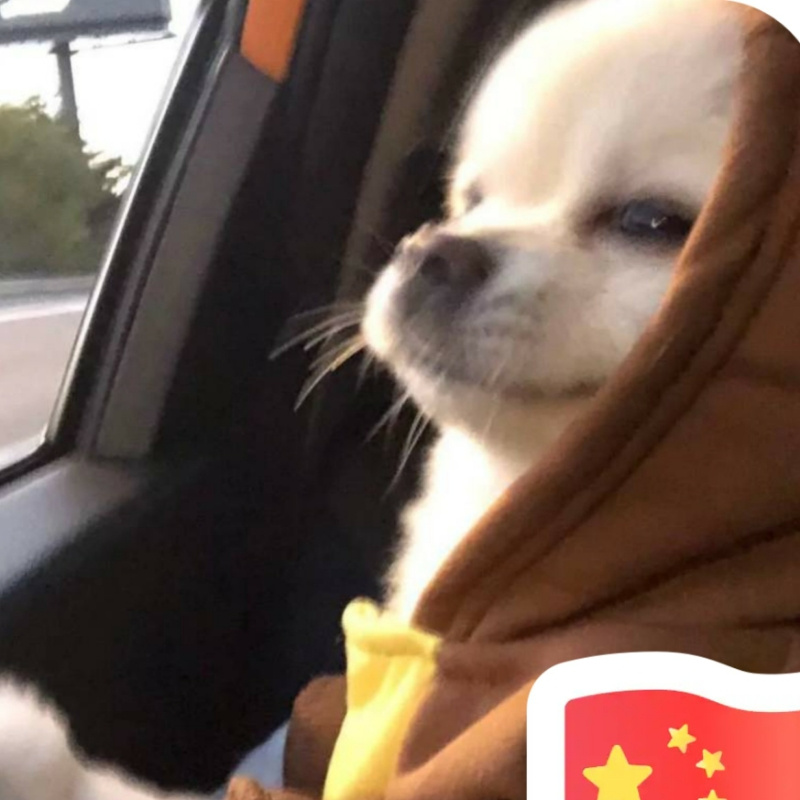 章鱼哥哦