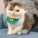 Holidaycat