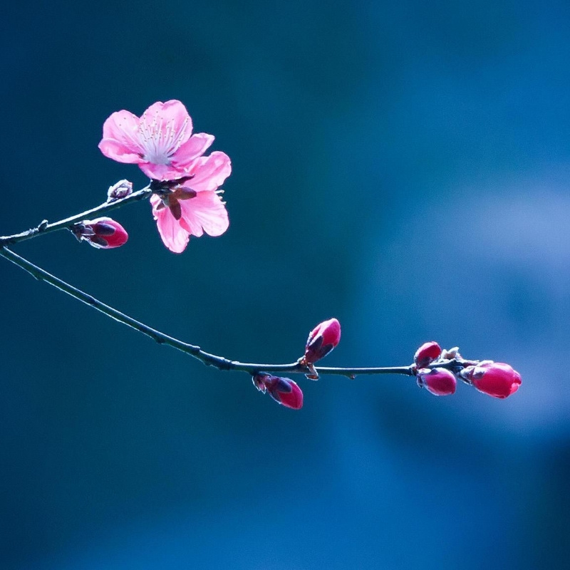 纳兰思语