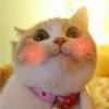 北巷孤猫