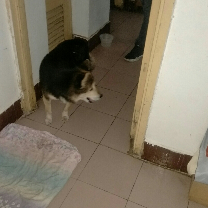 幽灵南瓜