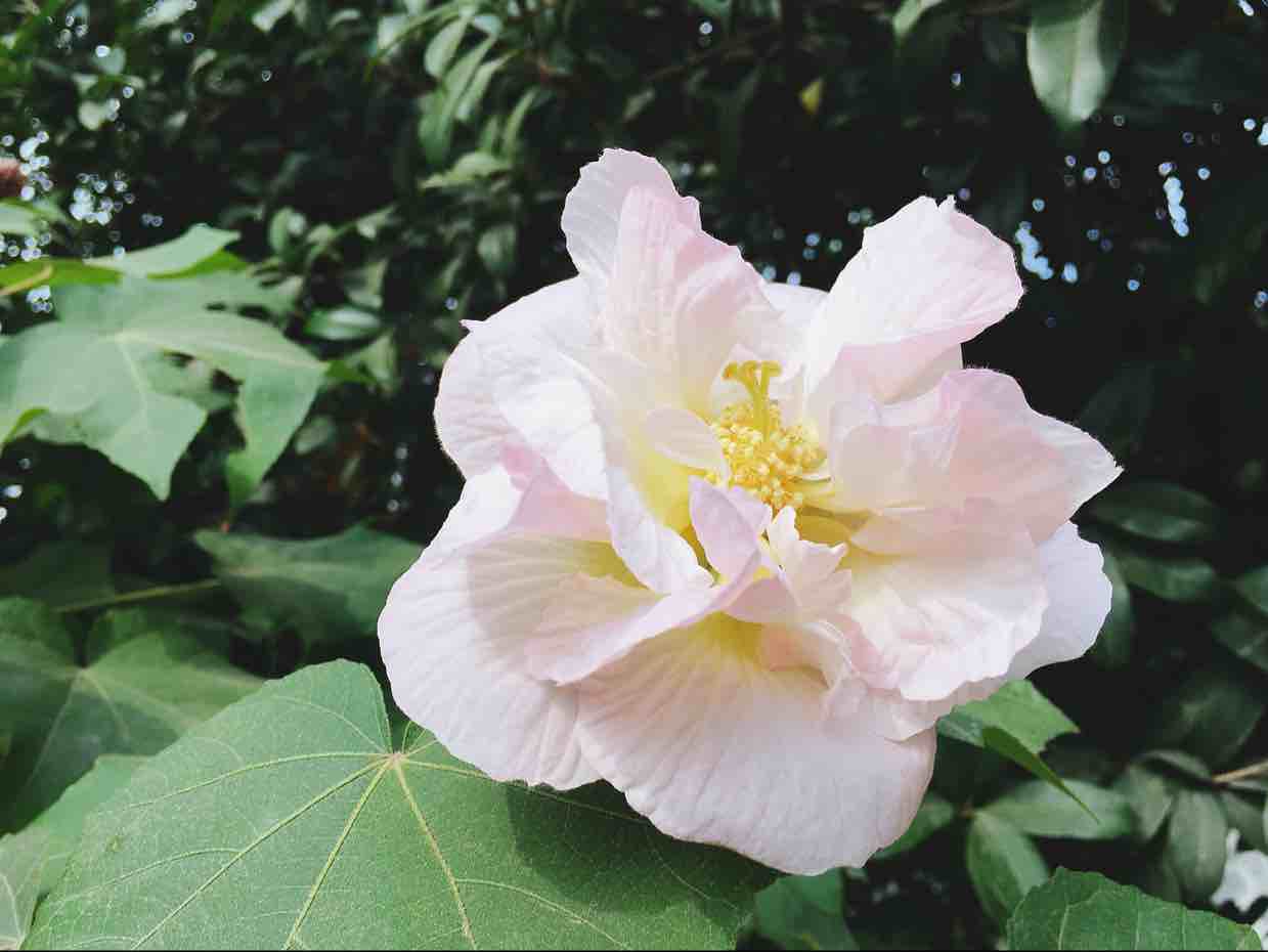 cici一扬