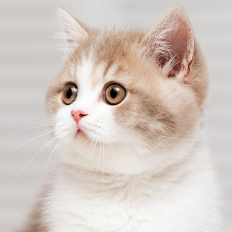 徐梓涵kitty