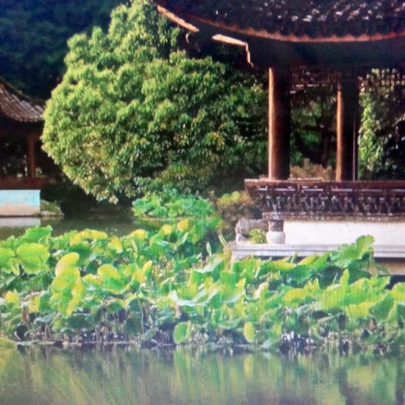 云中飞