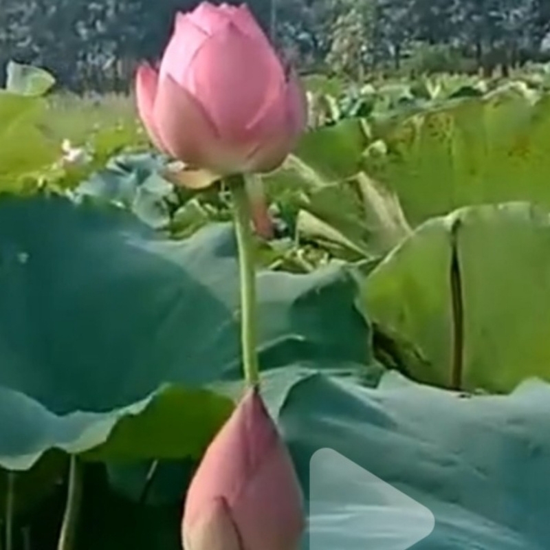 李雨轩