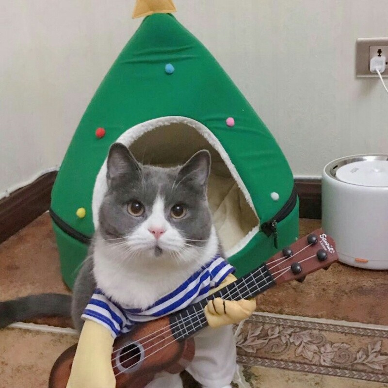 二哈猫