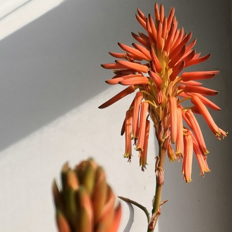 135芦荟