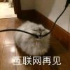 哦类哦类哦类类