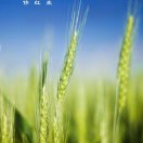 王通立
