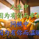 憖無雜戀