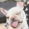 木子李小