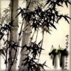 文竹