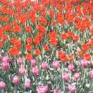 好久不见，想你