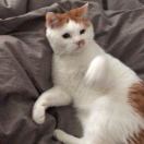 麦门冬