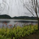康子妈