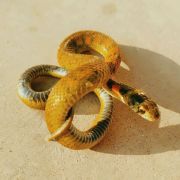 Axinote-