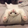 落叶秋枫