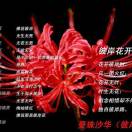 一笑很倾城