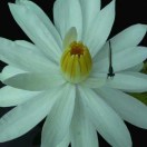 花样人生