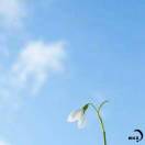  小花花