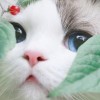 つ半微凉