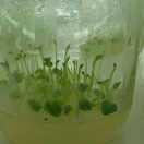 马铃薯种薯～依安~李江13644627181