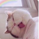 盛夏白瓷梅子汤。