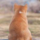 一炮而红灬